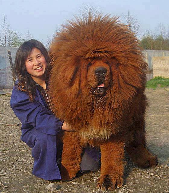 Most Expensive Dog Breeds In The World | DAFUQ FACTS