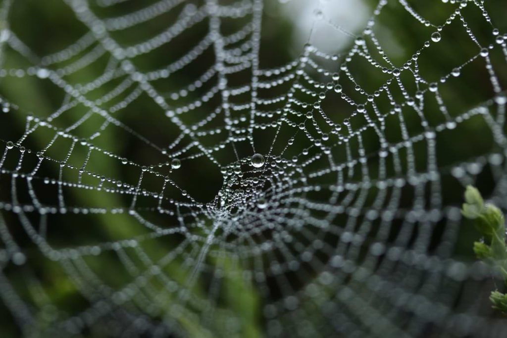 Stunning spider web
